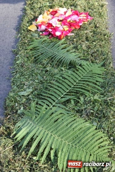 Zdjęcie w galerii na portalu naszraciborz.pl: Kwietne dywany w Wojnowicach  wiadomości z regionu