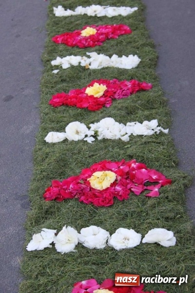 Zdjęcie w galerii na portalu naszraciborz.pl: Kwietne dywany w Wojnowicach  wiadomości z regionu