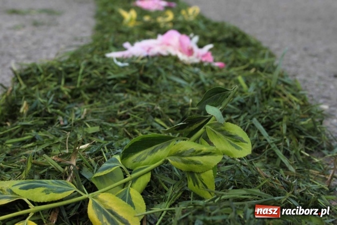 Zdjęcie w galerii na portalu naszraciborz.pl: Kwietne dywany w Wojnowicach  wiadomości z regionu