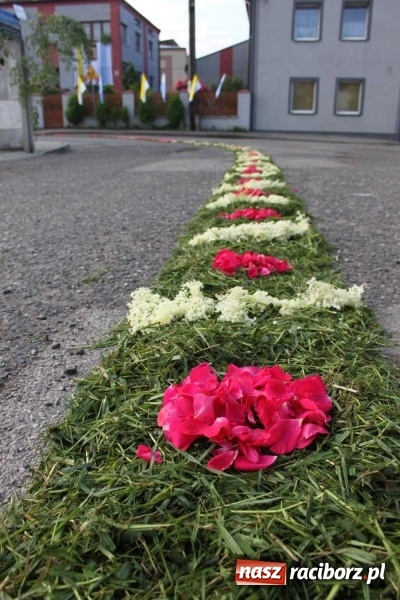 Zdjęcie w galerii na portalu naszraciborz.pl: Kwietne dywany w Wojnowicach  wiadomości z regionu