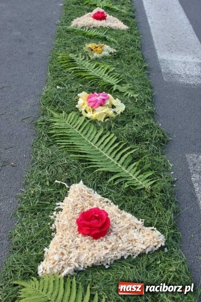 Zdjęcie w galerii na portalu naszraciborz.pl: Kwietne dywany w Wojnowicach  wiadomości z regionu