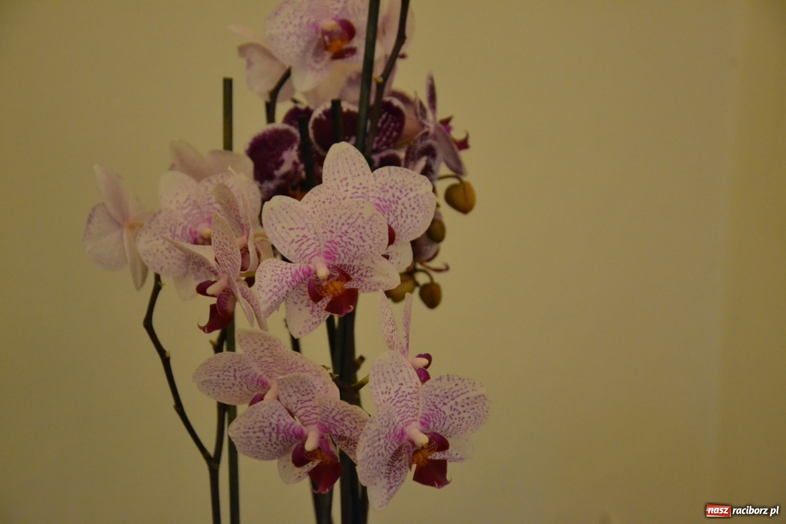 Zdjęcie w galerii na portalu naszraciborz.pl: Tomasz Paszczyński z Raciborza zwycięża w III Krajowych Mistrzostwach Florystycznych Regionu Śląsko-Opolskiego wiadomości z regionu