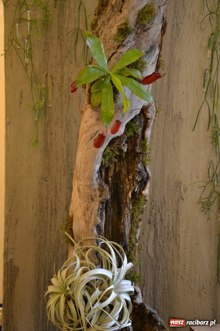 Zdjęcie w galerii na portalu naszraciborz.pl: Tomasz Paszczyński z Raciborza zwycięża w III Krajowych Mistrzostwach Florystycznych Regionu Śląsko-Opolskiego wiadomości z regionu