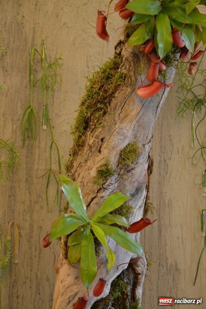 Zdjęcie w galerii na portalu naszraciborz.pl: Tomasz Paszczyński z Raciborza zwycięża w III Krajowych Mistrzostwach Florystycznych Regionu Śląsko-Opolskiego wiadomości z regionu