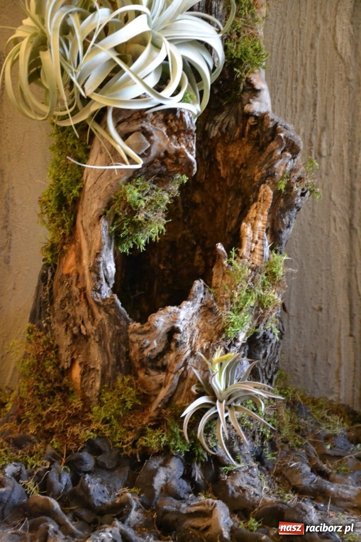 Zdjęcie w galerii na portalu naszraciborz.pl: Tomasz Paszczyński z Raciborza zwycięża w III Krajowych Mistrzostwach Florystycznych Regionu Śląsko-Opolskiego wiadomości z regionu