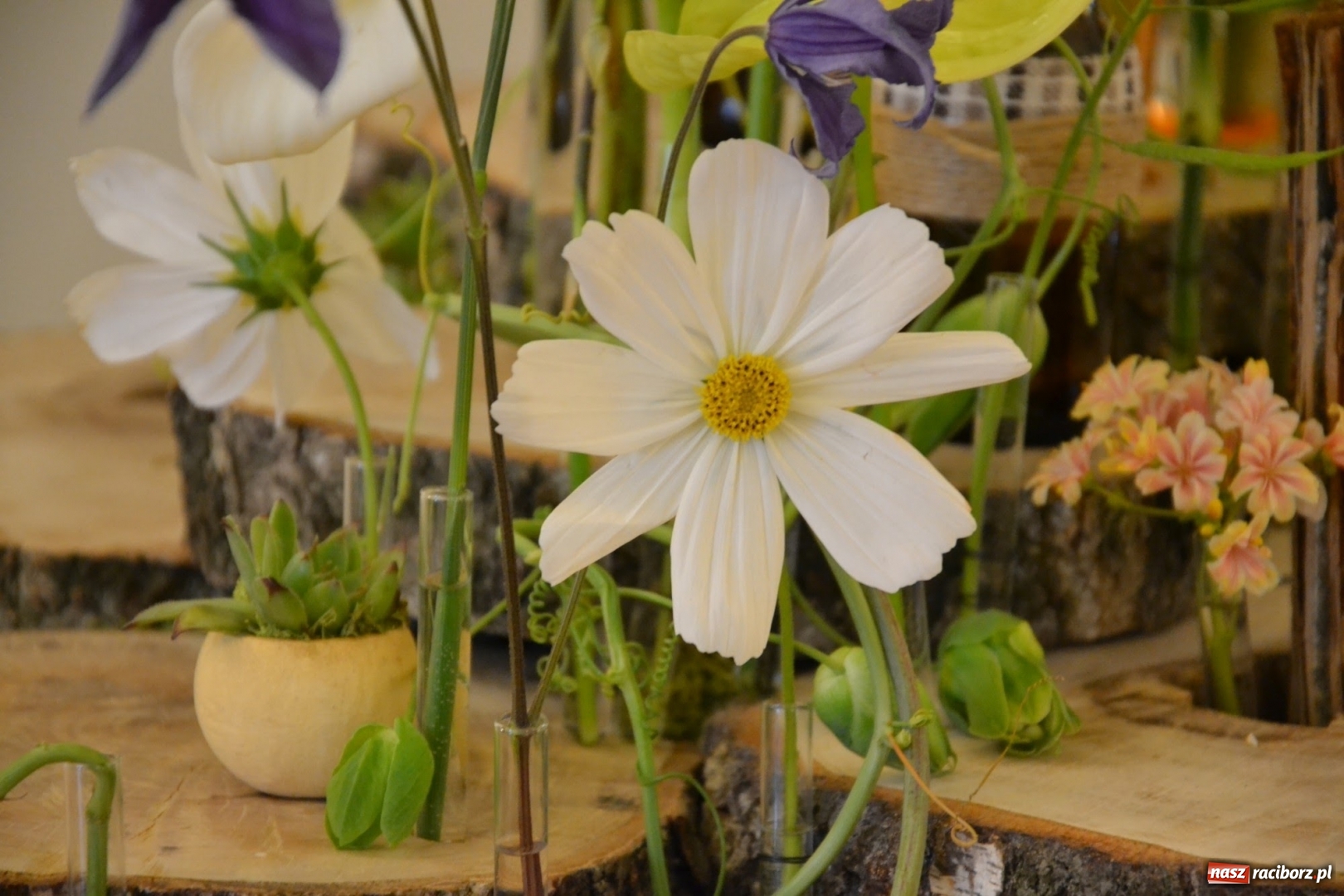 Zdjęcie w galerii na portalu naszraciborz.pl: Tomasz Paszczyński z Raciborza zwycięża w III Krajowych Mistrzostwach Florystycznych Regionu Śląsko-Opolskiego wiadomości z regionu