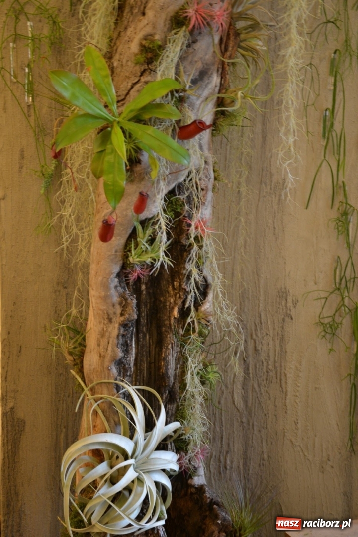 Zdjęcie w galerii na portalu naszraciborz.pl: Tomasz Paszczyński z Raciborza zwycięża w III Krajowych Mistrzostwach Florystycznych Regionu Śląsko-Opolskiego wiadomości z regionu