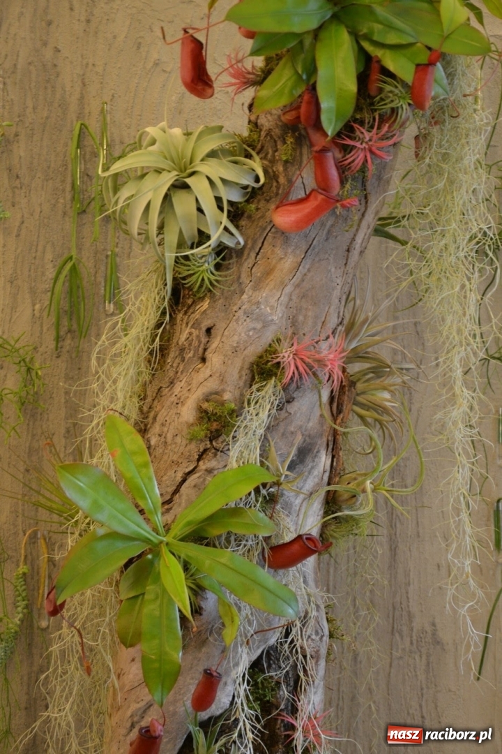 Zdjęcie w galerii na portalu naszraciborz.pl: Tomasz Paszczyński z Raciborza zwycięża w III Krajowych Mistrzostwach Florystycznych Regionu Śląsko-Opolskiego wiadomości z regionu