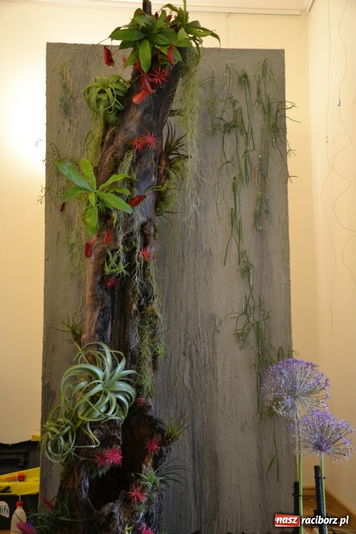 Zdjęcie w galerii na portalu naszraciborz.pl: Tomasz Paszczyński z Raciborza zwycięża w III Krajowych Mistrzostwach Florystycznych Regionu Śląsko-Opolskiego wiadomości z regionu