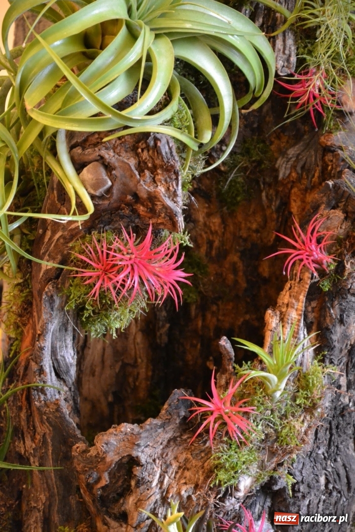 Zdjęcie w galerii na portalu naszraciborz.pl: Tomasz Paszczyński z Raciborza zwycięża w III Krajowych Mistrzostwach Florystycznych Regionu Śląsko-Opolskiego wiadomości z regionu