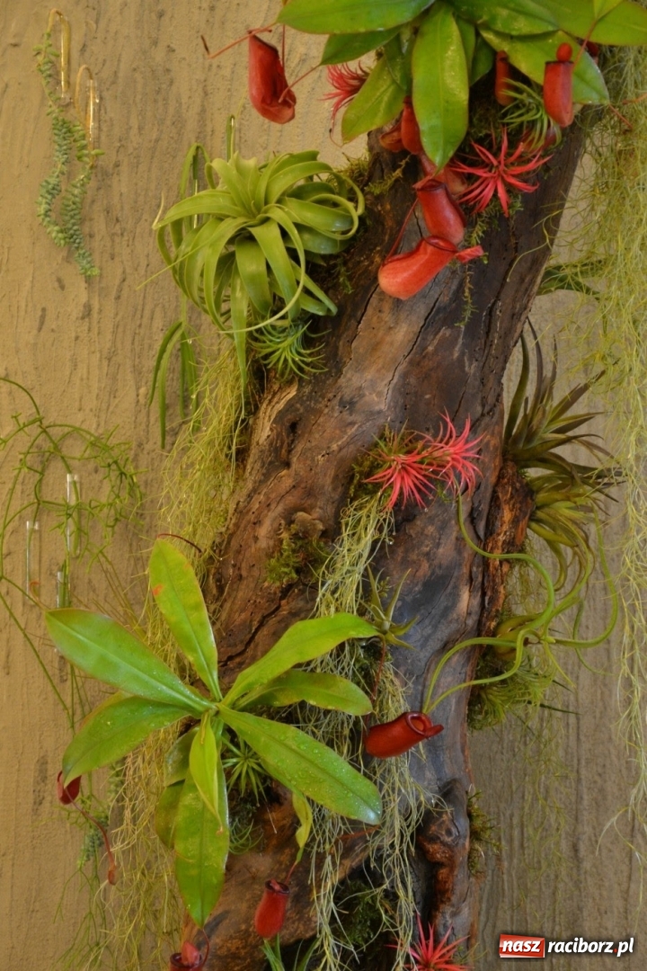 Zdjęcie w galerii na portalu naszraciborz.pl: Tomasz Paszczyński z Raciborza zwycięża w III Krajowych Mistrzostwach Florystycznych Regionu Śląsko-Opolskiego wiadomości z regionu