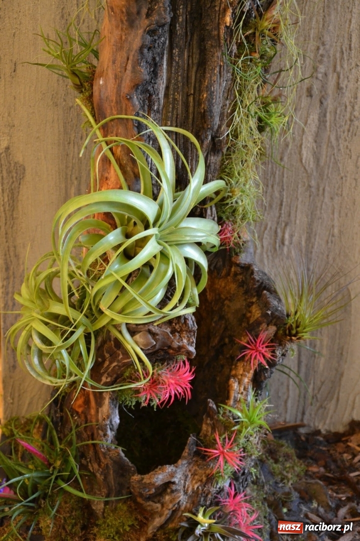 Zdjęcie w galerii na portalu naszraciborz.pl: Tomasz Paszczyński z Raciborza zwycięża w III Krajowych Mistrzostwach Florystycznych Regionu Śląsko-Opolskiego wiadomości z regionu