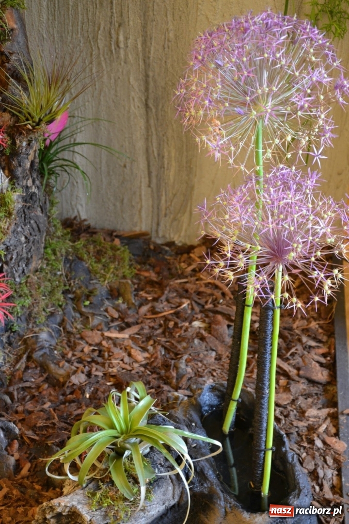 Zdjęcie w galerii na portalu naszraciborz.pl: Tomasz Paszczyński z Raciborza zwycięża w III Krajowych Mistrzostwach Florystycznych Regionu Śląsko-Opolskiego wiadomości z regionu