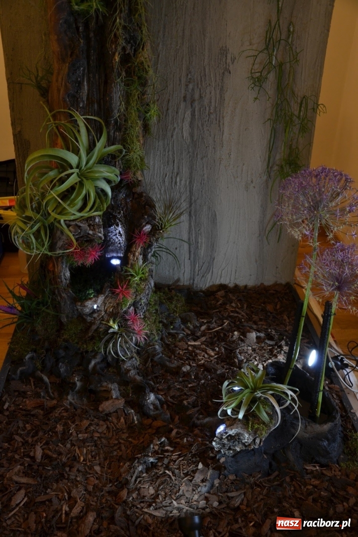 Zdjęcie w galerii na portalu naszraciborz.pl: Tomasz Paszczyński z Raciborza zwycięża w III Krajowych Mistrzostwach Florystycznych Regionu Śląsko-Opolskiego wiadomości z regionu