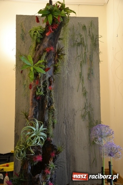 Zdjęcie w galerii na portalu naszraciborz.pl: III Krajowe Mistrzostwa Florystyczne Regionu Śląsko-Opolskiego - raciborzanin z nagrodą publiczności  wiadomości z regionu