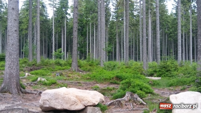 Zdjęcie w galerii na portalu naszraciborz.pl: Młodzi ekolodzy ze Szkoły Podstawowej nr 4 donoszą  wiadomości z regionu