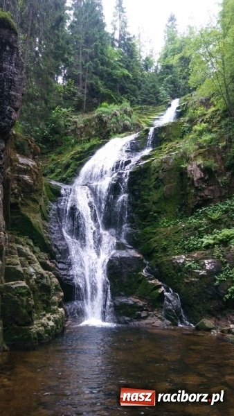 Zdjęcie w galerii na portalu naszraciborz.pl: Młodzi ekolodzy ze Szkoły Podstawowej nr 4 donoszą  wiadomości z regionu