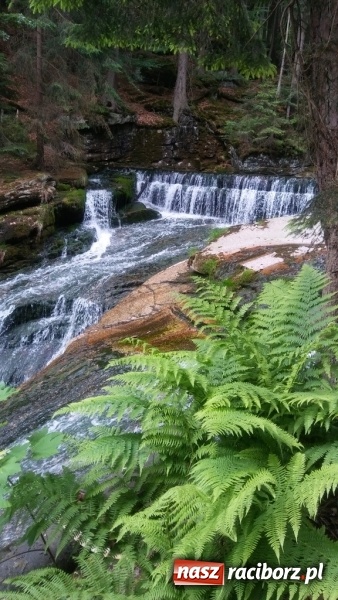 Zdjęcie w galerii na portalu naszraciborz.pl: Młodzi ekolodzy ze Szkoły Podstawowej nr 4 donoszą  wiadomości z regionu