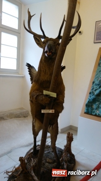 Zdjęcie w galerii na portalu naszraciborz.pl: Młodzi ekolodzy ze Szkoły Podstawowej nr 4 donoszą  wiadomości z regionu