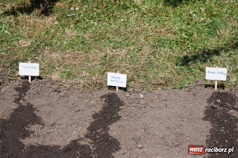 Zdjęcie w galerii na portalu naszraciborz.pl: Piknik sąsiedzki, czyli artyści, strażacy i biblioteka w ogródku jordanowskim wiadomości z regionu