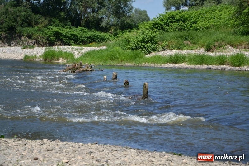 Zdjęcie w galerii na portalu naszraciborz.pl: Flisacy na Meandrach Odry w Chałupkach  wiadomości z regionu