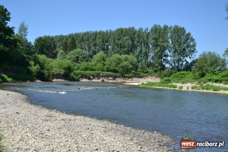 Zdjęcie w galerii na portalu naszraciborz.pl: Flisacy na Meandrach Odry w Chałupkach  wiadomości z regionu