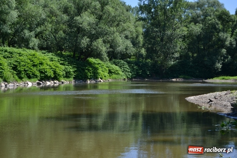 Zdjęcie w galerii na portalu naszraciborz.pl: Flisacy na Meandrach Odry w Chałupkach  wiadomości z regionu