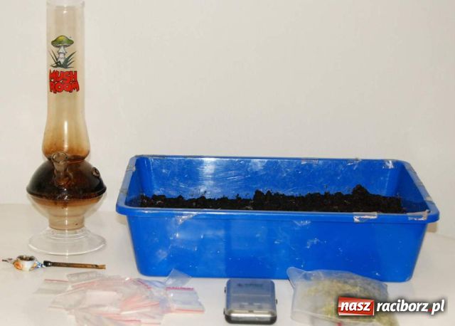 Zdjęcie w galerii na portalu naszraciborz.pl: Zatrzymany Polak z przemyconą z Czech marihuaną wiadomości z regionu