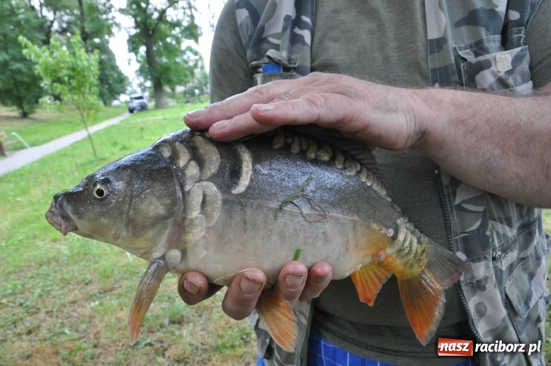Zdjęcie w galerii na portalu naszraciborz.pl: Zawody wędkarskie na stawie w Krowiarkach. Do wygrania... dziennikarskie krzesło  wiadomości z regionu
