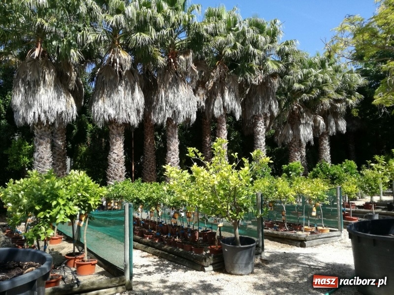 Zdjęcie w galerii na portalu naszraciborz.pl: Nauczyciele z CKZiU nr 1 na szkoleniu w Portugalii  wiadomości z regionu
