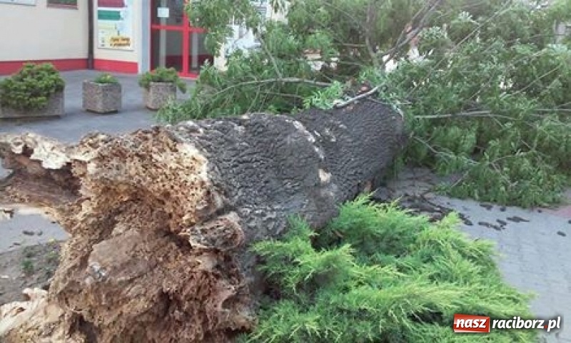Zdjęcie w galerii na portalu naszraciborz.pl: Na ulicy Morawskiej runęło drzewo wiadomości z regionu