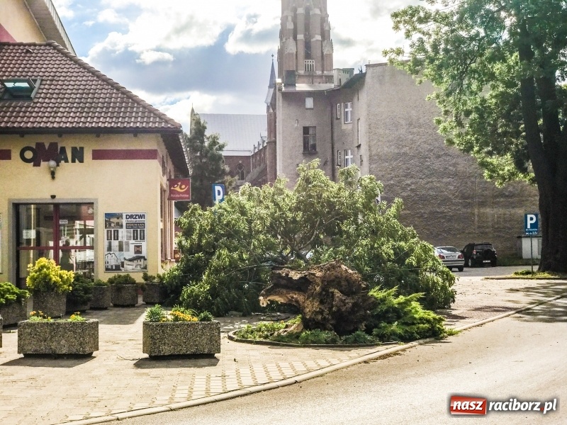 Zdjęcie w galerii na portalu naszraciborz.pl: Na ulicy Morawskiej runęło drzewo wiadomości z regionu