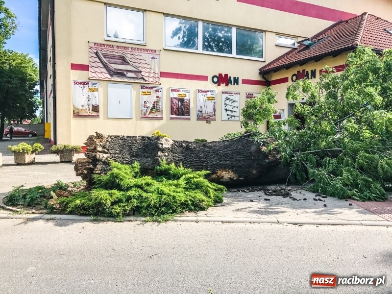 Zdjęcie w galerii na portalu naszraciborz.pl: Na ulicy Morawskiej runęło drzewo wiadomości z regionu