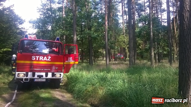 Zdjęcie w galerii na portalu naszraciborz.pl: Pożar lasu w Kuźni Raciborskiej. W akcji samolot wiadomości z regionu