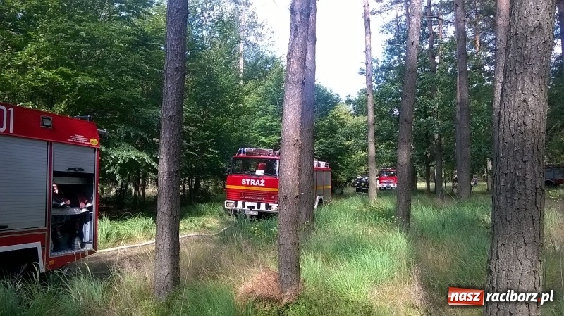 Zdjęcie w galerii na portalu naszraciborz.pl: Pożar lasu w Kuźni Raciborskiej. W akcji samolot wiadomości z regionu