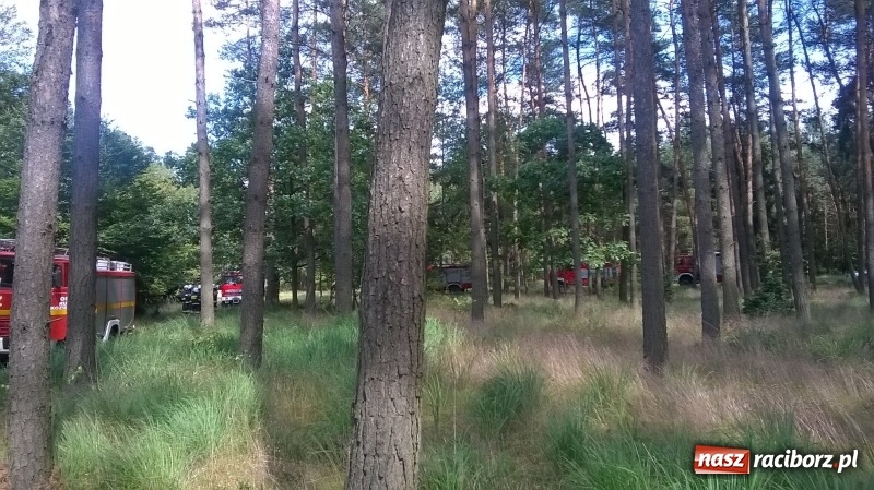 Zdjęcie w galerii na portalu naszraciborz.pl: Pożar lasu w Kuźni Raciborskiej. W akcji samolot wiadomości z regionu