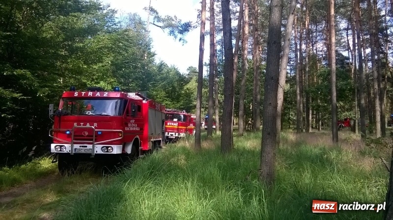 Zdjęcie w galerii na portalu naszraciborz.pl: Pożar lasu w Kuźni Raciborskiej. W akcji samolot wiadomości z regionu