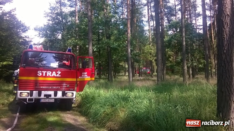 Zdjęcie w galerii na portalu naszraciborz.pl: Pożar lasu w Kuźni Raciborskiej. W akcji samolot wiadomości z regionu