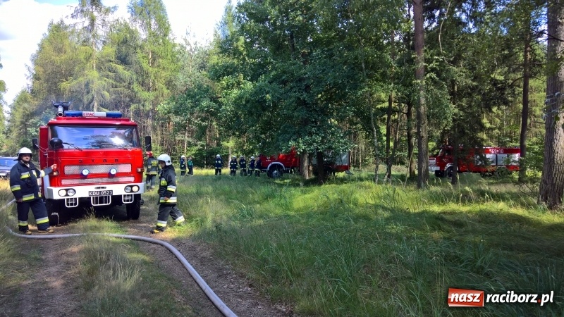 Zdjęcie w galerii na portalu naszraciborz.pl: Pożar lasu w Kuźni Raciborskiej. W akcji samolot wiadomości z regionu