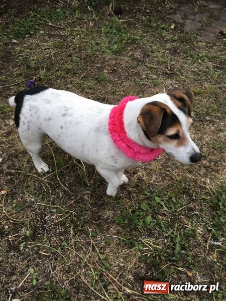 Zdjęcie w galerii na portalu naszraciborz.pl: Club Endorfina przywitał lato wiadomości z regionu