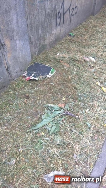 Zdjęcie w galerii na portalu naszraciborz.pl: W mieście brakuje śmietników. Efektem są zaśmiecone trawniki  wiadomości z regionu