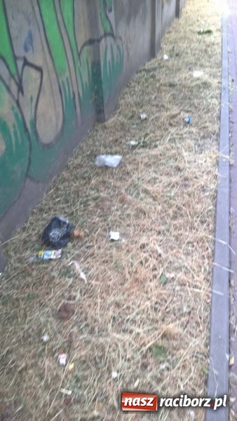 Zdjęcie w galerii na portalu naszraciborz.pl: W mieście brakuje śmietników. Efektem są zaśmiecone trawniki  wiadomości z regionu
