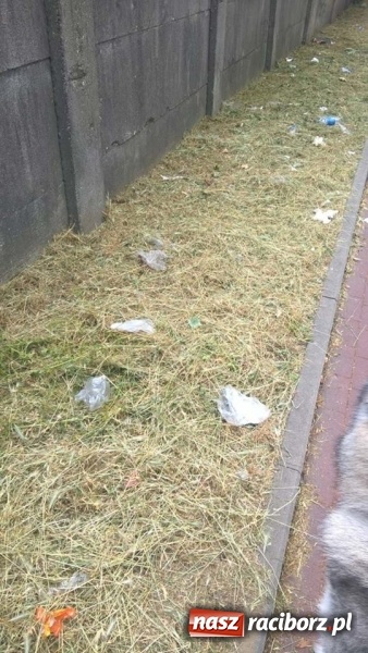 Zdjęcie w galerii na portalu naszraciborz.pl: W mieście brakuje śmietników. Efektem są zaśmiecone trawniki  wiadomości z regionu
