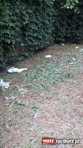 Zdjęcie w galerii na portalu naszraciborz.pl: W mieście brakuje śmietników. Efektem są zaśmiecone trawniki  wiadomości z regionu