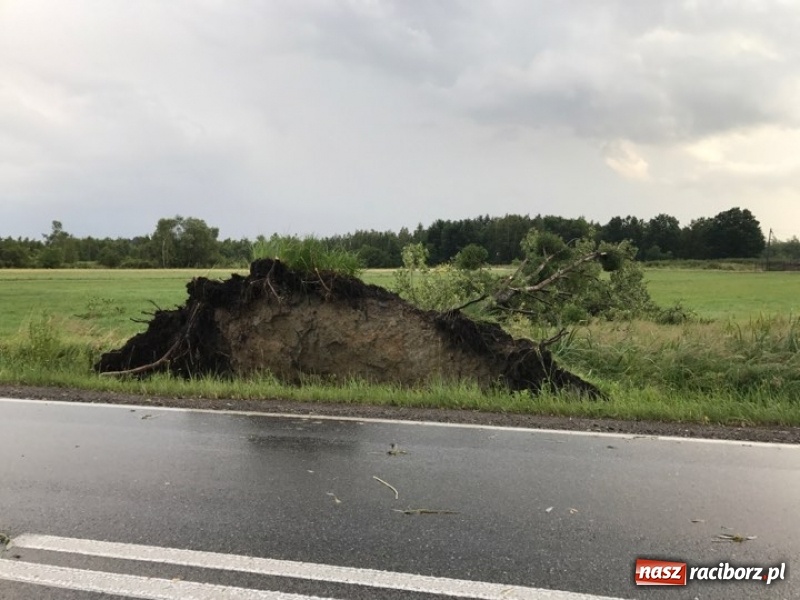 Zdjęcie w galerii na portalu naszraciborz.pl: Zniszczenia po nawałnicy w gminie Kuźnia Raciborska i Nędza wiadomości z regionu