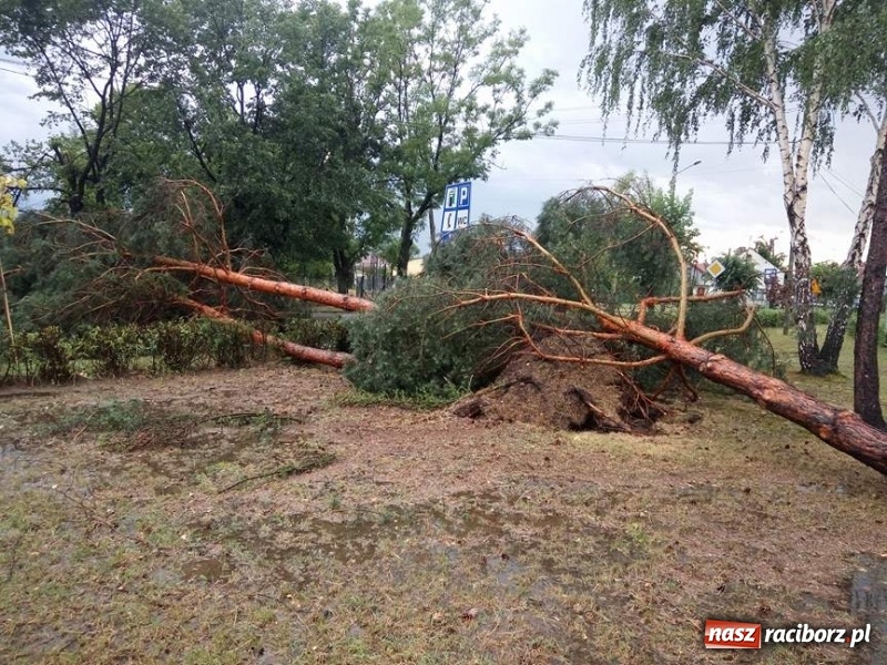 Zdjęcie w galerii na portalu naszraciborz.pl: Zniszczenia po nawałnicy w gminie Kuźnia Raciborska i Nędza wiadomości z regionu