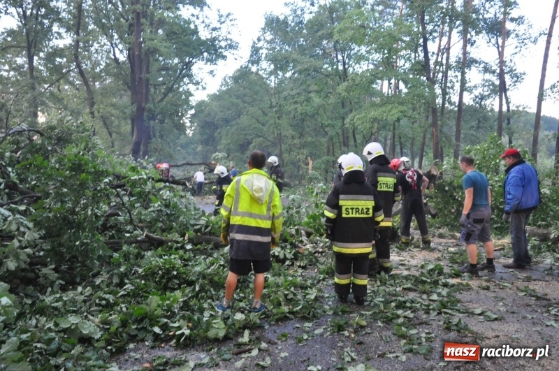 Zdjęcie w galerii na portalu naszraciborz.pl: Takich zniszczeń jeszcze nie widziano. Nawałnica zmiotła dziesiątki drzew przy drodze Nędza - Kuźnia Raciborska wiadomości z regionu