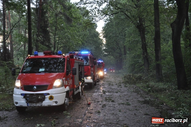 Zdjęcie w galerii na portalu naszraciborz.pl: Takich zniszczeń jeszcze nie widziano. Nawałnica zmiotła dziesiątki drzew przy drodze Nędza - Kuźnia Raciborska wiadomości z regionu