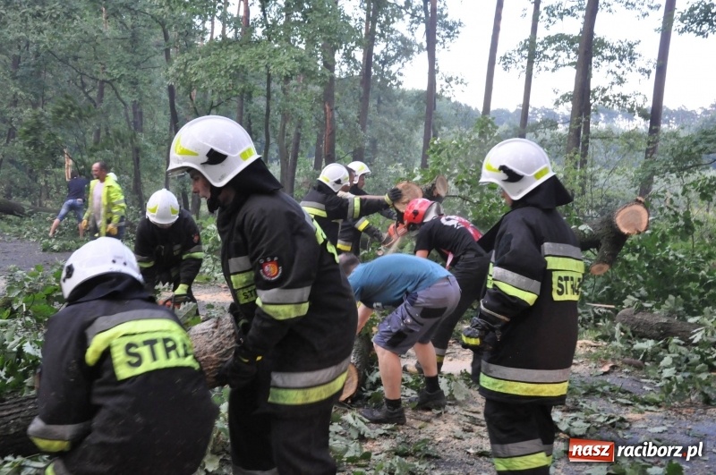 Zdjęcie w galerii na portalu naszraciborz.pl: Takich zniszczeń jeszcze nie widziano. Nawałnica zmiotła dziesiątki drzew przy drodze Nędza - Kuźnia Raciborska wiadomości z regionu