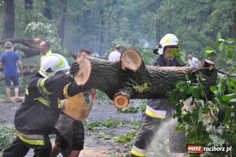 Zdjęcie w galerii na portalu naszraciborz.pl: Takich zniszczeń jeszcze nie widziano. Nawałnica zmiotła dziesiątki drzew przy drodze Nędza - Kuźnia Raciborska wiadomości z regionu